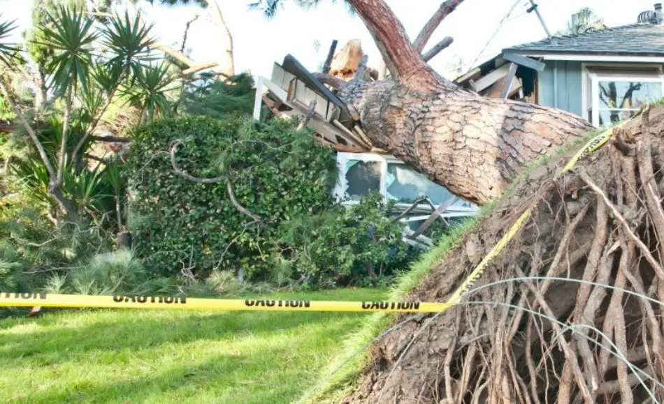 arbol-caido