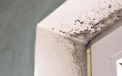 Residential Mold Remediation: What Every Homeowner in Florida Needs to Know