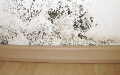 Why Moisture Inspections Matter Even After Hurricane Season